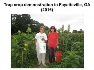 Trap crop demonstration in Fayetteville, GA
(2016)
 