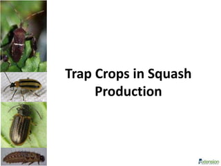Trap Crops in Squash
Production
 