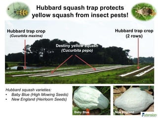 Hubbard squash trap protects
yellow squash from insect pests!
Hubbard trap crop
(Cucurbita maxima)
Hubbard trap crop
(2 rows)
Destiny yellow squash
(Cucurbita pepo)
Hubbard squash varieties:
• Baby Blue (High Mowing Seeds)
• New England (Heirloom Seeds)
Baby Blue New England
 