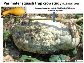 Perimeter squash trap crop study (Cullman, 2016)
Squash bugs were at OUTBREAK STATUS on
Hubbard squash!
August 2016
 