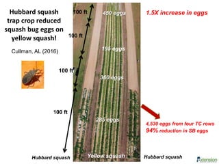 Hubbard squash
trap crop reduced
squash bug eggs on
yellow squash!
100 ft
100 ft
Yellow squashHubbard squash Hubbard squash
100 ft
100 ft
Cullman, AL (2016)
4,530 eggs from four TC rows
94% reduction in SB eggs
285 eggs
360 eggs
195 eggs
450 eggs 1.5X increase in eggs
 