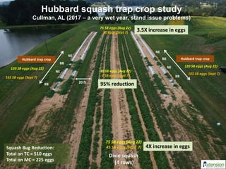 Hubbard squash trap crop study
Cullman, AL (2017 – a very wet year, stand issue problems)
Hubbard trap crop Hubbard trap crop
Dixie squash
(4 rows)
BB
NE
NE
BB
BB
NE
NE
BB
75 SB eggs (Aug 22)
30 eggs (Sept 7)
75 SB eggs (Aug 22)
45 SB eggs (Sept 7)
30 SB eggs (Aug 22)
0 SB eggs (Sept 7)
120 SB eggs (Aug 22)
120 SB eggs (Aug 22)
165 SB eggs (Sept 7)
105 SB eggs (Sept 7)
Squash Bug Reduction:
Total on TC = 510 eggs
Total on MC = 225 eggs
20 ft
95% reduction
4X increase in eggs
3.5X increase in eggs
 