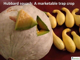 Hubbard squash: A marketable trap crop
 