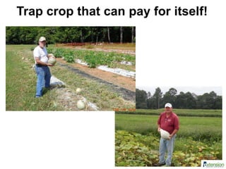 Trap crop that can pay for itself!
 
