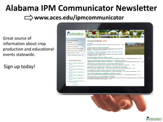 Alabama IPM Communicator Newsletter
Great source of
information about crop
production and educational
events statewide.
Sign up today!
www.aces.edu/ipmcommunicator
 