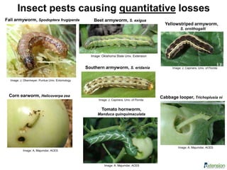 Fall armyworm, Spodoptera frugiperda
Image: J. Obermeyer, Purdue Univ. Entomology
Beet armyworm, S. exigua
Image: Oklahoma State Univ. Extension
Image: J. Capinera, Univ. of Florida
Yellowstriped armyworm,
S. ornithogalli
Southern armyworm, S. eridania
Image: J. Capinera, Univ. of Florida
Corn earworm, Helicoverpa zea
Image: A. Majumdar, ACES
Tomato hornworm,
Manduca quinquimaculata
Image: A. Majumdar, ACES
Cabbage looper, Trichoplusia ni
Image: A. Majumdar, ACES
Insect pests causing quantitative losses
 
