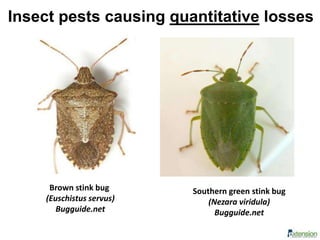 Brown stink bug
(Euschistus servus)
Bugguide.net
Southern green stink bug
(Nezara viridula)
Bugguide.net
Insect pests causing quantitative losses
 
