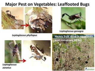 Major Pest on Vegetables: Leaffooted Bugs
Leptoglossus phyllopus
Leptoglossus
zonatus
Leptoglossus gonagra
Heavy fruit drop in eggplants
and tomatoes (LFBs)
 