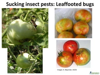 Sucking insect pests: Leaffooted bugs
Images: A. Majumdar, ACES
 