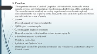  Function
• The superficial muscles of the back (trapezius, latissimus dorsi, rhomboids, levator
scapula, serratus anterior) contribute to extension and side flexion of the axial skeleton.
The cervical extensor muscles (descending trapezius and cervical erector spinae)
counterbalance the pull of gravity on the head, as the head tends to be pulled into flexion
due to its anterior centre of gravity
 Action
• Descending part: elevates pectoral girdle
• Middle part: retracts scapula
• Ascending part: depresses shoulders
• Descending and ascending together: rotates scapula upwards
• Bilateral contraction: extends neck
• Unilateral contraction
• Ipsilateral side flexion of neck
• Middle part: assists with ipsilateral side flexion and contralateral axial rotation of upper
thoracic region
 