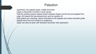 Palpation
superficial, can palpate upper, middle and lower
Upper is frequently involved in neck injuries
Hold the sloping superior lateral portion between fingers and thumb and palpate from
origin (O) toward the clavicle/acromion and its insertion (I)
With patient (pt.) standing: abduct shoulders to 90 degrees and retract shoulder girdle.
Slightly bend the trunk forward so antigravity.
Upper can also be seen with elevation and lower with depression
 