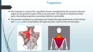 Trapezius
 The trapezius is a broad, flat, superficial muscle extending from the cervical to thoracic
region on the posterior aspect of the neck and trunk. The muscle is divided into three
parts: descending (superior), ascending (inferior), and middle.
 The muscle contributes to scapulohumeral rhythm through attachments on the clavicle
and scapula, and to head balance through muscular control of the cervical spine.
 