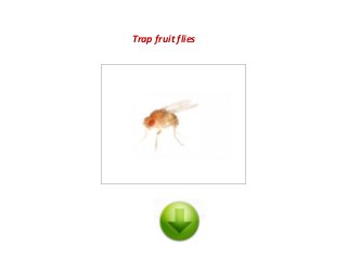 Trap fruit flies
 