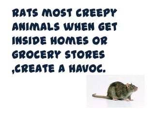 Rats most creepy
animals when get
inside homes or
grocery stores
,create a havoc.
 