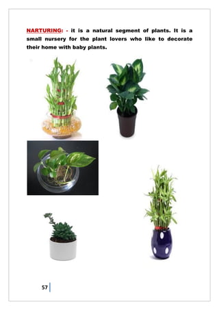 57
NARTURING: - it is a natural segment of plants. It is a
small nursery for the plant lovers who like to decorate
their home with baby plants.
 