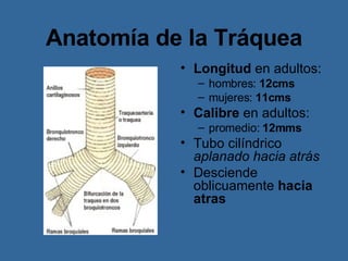 Anatomía de la Tráquea Longitud  en adultos: hombres:  12cms mujeres:  11cms Calibre  en adultos: promedio:  12mms Tubo cilíndrico  aplanado hacia atrás Desciende oblicuamente  hacia atras 
