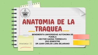 ANATOMIA DE LA
TRAQUEA
Anatomia II
BENEMERITA UNIVERSIDAD AUTONOMA DE
PUEBLA
HECTOR GAONA TORRES #13
2DO SEMESTRE
DR JUAN CARLOS LARA BEJARANO
 