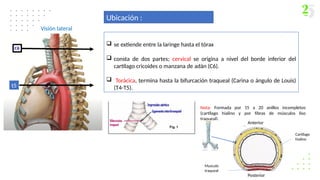  se extiende entre la laringe hasta el tórax
 consta de dos partes; cervical se origina a nivel del borde inferior del
cartílago cricoides o manzana de adán (C6).
 Torácica, termina hasta la bifurcación traqueal (Carina o ángulo de Louis)
(T4-T5).
Ubicación :
t5
Nota: Formada por 15 a 20 anillos incompletos
(cartílago hialino y por fibras de músculos liso
traqueal).
Cartílago
hialino
Musculo
traqueal
Anterior
Posterior
Visión lateral
 