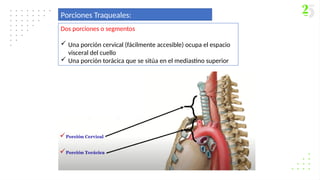 Porciones Traqueales:
Dos porciones o segmentos
 Una porción cervical (fácilmente accesible) ocupa el espacio
visceral del cuello
 Una porción torácica que se sitúa en el mediastino superior
 