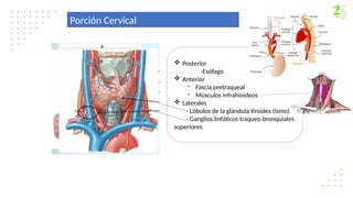 Porción Cervical
 Posterior
-Esófago
 Anterior
- Fascia pretraqueal
- Músculos infrahioideos
 Laterales
- Lóbulos de la glándula tiroides (ismo)
- Ganglios linfáticos traqueo bronquiales
superiores
 
