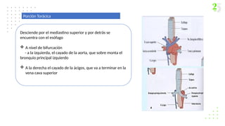 Porción Torácica
Desciende por el mediastino superior y por detrás se
encuentra con el esófago
 A nivel de bifurcación
- a la izquierda, el cayado de la aorta, que sobre monta el
bronquio principal izquierdo
 A la derecha el cayado de la ácigos, que va a terminar en la
vena cava superior
 