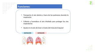 Funciones:
• Transporta el aire dentro y fuera de los pulmones durante la
respiración
• Calienta y humedece el aire inhalado para proteger las vías
respiratorias
• Ayuda en el acto de toser a través del músculo traqueal
 