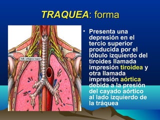 TRAQUEATRAQUEA: forma: forma
• Presenta una
depresión en el
tercio superior
producida por el
lóbulo izquierdo del
tiroides llamada
impresión tiroidea y
otra llamada
impresión aórtica
debida a la presión
del cayado aórtico
al lado izquierdo de
la tráquea
 