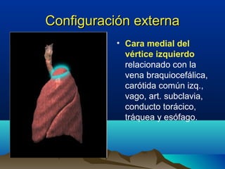 Configuración externaConfiguración externa
• Cara medial del
vértice izquierdo
relacionado con la
vena braquiocefálica,
carótida común izq.,
vago, art. subclavia,
conducto torácico,
tráquea y esófago.
 