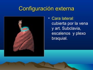 Configuración externaConfiguración externa
• Cara lateral:
cubierta por la vena
y art. Subclavia,
escalenos y plexo
braquial.
 