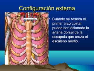Configuración externaConfiguración externa
• Cuando se reseca el
primer arco costal,
puede ser lesionada la
arteria dorsal de la
escápula que cruza el
escaleno medio.
 