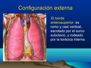 Configuración externaConfiguración externa
El borde
anterosuperior: es
romo y casi vertical,
escotado por el surco
subclavio, y rodeado
por la torácica interna.
 