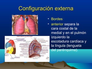 Configuración externaConfiguración externa
• Bordes:
• anterior separa la
cara costal de la
medial y en el pulmón
izquierdo la
escotadura cardíaca y
la língula (lengueta
del parénquima).
 