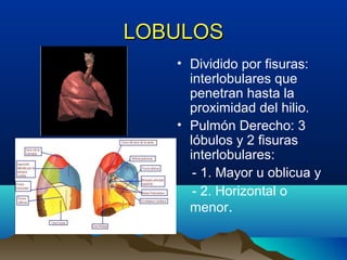 LOBULOSLOBULOS
• Dividido por fisuras:
interlobulares que
penetran hasta la
proximidad del hilio.
• Pulmón Derecho: 3
lóbulos y 2 fisuras
interlobulares:
- 1. Mayor u oblicua y
- 2. Horizontal o
menor.
 