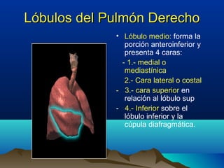 Lóbulos del Pulmón DerechoLóbulos del Pulmón Derecho
• Lóbulo medio: forma la
porción anteroinferior y
presenta 4 caras:
- 1.- medial o
mediastínica
2.- Cara lateral o costal
- 3.- cara superior en
relación al lóbulo sup
- 4.- Inferior sobre el
lóbulo inferior y la
cúpula diafragmática.
 