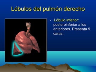 Lóbulos del pulmón derechoLóbulos del pulmón derecho
- Lóbulo inferior:
posteroinferior a los
anteriores. Presenta 5
caras:
 