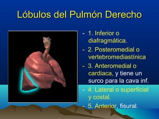 Lóbulos del Pulmón DerechoLóbulos del Pulmón Derecho
- 1. Inferior o
diafragmática.
- 2. Posteromedial o
vertebromediastínica
- 3. Anteromedial o
cardiaca, y tiene un
surco para la cava inf.
- 4. Lateral o superficial
y costal.
- 5. Anterior, fisural.
 