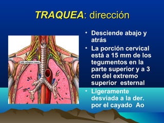 TRAQUEATRAQUEA: dirección: dirección
• Desciende abajo y
atrás
• La porción cervical
está a 15 mm de los
tegumentos en la
parte superior y a 3
cm del extremo
superior esternal
• Ligeramente
desviada a la der.
por el cayado Ao
 