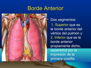 Borde AnteriorBorde Anterior
• Dos segmentos:
1. Superior que es
le borde anterior del
vértice del pulmón y
2. Inferior que es le
borde anterior
propiamente dicho,
separados por la
impresión de la
primera costilla.
 