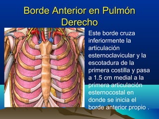 Borde Anterior en PulmónBorde Anterior en Pulmón
DerechoDerecho
• Este borde cruza
inferiormente la
articulación
esternoclavicular y la
escotadura de la
primera costilla y pasa
a 1.5 cm medial a la
primera articulación
esternocostal en
donde se inicia el
borde anterior propio .
 