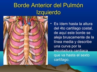 Borde Anterior del PulmónBorde Anterior del Pulmón
IzquierdoIzquierdo
• Es ídem hasta la altura
del 4to cartílago costal,
de aquí este borde se
aleja bruscamente de la
línea media y describe
una curva por la
escotadura cardiaca
que va hasta el sexto
cartílago.
 
