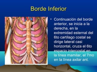 Borde InferiorBorde Inferior
• Continuación del borde
anterior, se inicia a la
derecha, en la
extremidad esternal del
6to cartílago costal se
dirige lateral casi
horizontal, cruza el 6to
espacio intercostal en
la línea mamilar, el 7mo
en la línea axilar ant.
 