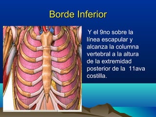 Borde InferiorBorde Inferior
Y el 9no sobre la
línea escapular y
alcanza la columna
vertebral a la altura
de la extremidad
posterior de la 11ava
costilla.
 