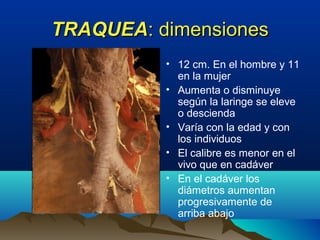 TRAQUEATRAQUEA: dimensiones: dimensiones
• 12 cm. En el hombre y 11
en la mujer
• Aumenta o disminuye
según la laringe se eleve
o descienda
• Varía con la edad y con
los individuos
• El calibre es menor en el
vivo que en cadáver
• En el cadáver los
diámetros aumentan
progresivamente de
arriba abajo
 