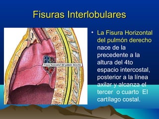 Fisuras InterlobularesFisuras Interlobulares
• La Fisura Horizontal
del pulmón derecho
nace de la
precedente a la
altura del 4to
espacio intercostal,
posterior a la línea
axilar y alcanza el
tercer o cuarto EI
cartílago costal.
 