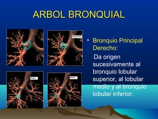ARBOL BRONQUIALARBOL BRONQUIAL
• Bronquio Principal
Derecho:
Da origen
sucesivamente al
bronquio lobular
superior, al lobular
medio y al bronquio
lobular inferior.
 