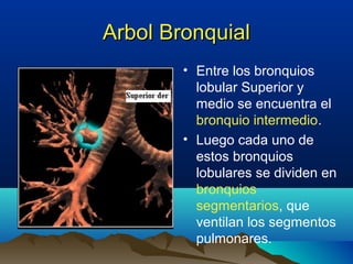 Arbol BronquialArbol Bronquial
• Entre los bronquios
lobular Superior y
medio se encuentra el
bronquio intermedio.
• Luego cada uno de
estos bronquios
lobulares se dividen en
bronquios
segmentarios, que
ventilan los segmentos
pulmonares.
 
