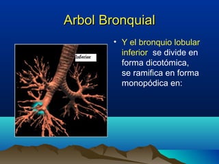 Arbol BronquialArbol Bronquial
• Y el bronquio lobular
inferior se divide en
forma dicotómica,
se ramifica en forma
monopódica en:
 