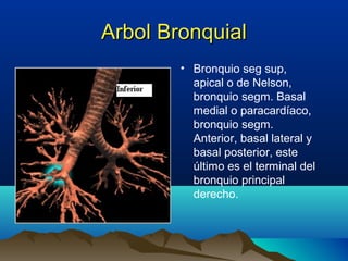 Arbol BronquialArbol Bronquial
• Bronquio seg sup,
apical o de Nelson,
bronquio segm. Basal
medial o paracardíaco,
bronquio segm.
Anterior, basal lateral y
basal posterior, este
último es el terminal del
bronquio principal
derecho.
 