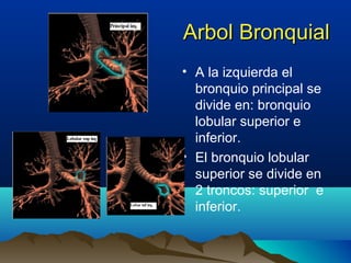 Arbol BronquialArbol Bronquial
• A la izquierda el
bronquio principal se
divide en: bronquio
lobular superior e
inferior.
• El bronquio lobular
superior se divide en
2 troncos: superior e
inferior.
 
