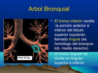 Arbol BronquialArbol Bronquial
• El tronco inferior ventila
la porción anterior e
inferior del lóbulo
superior izquierdo,
llamado língula (es
homólogo del bronquio
lob. medio derecho)
• el tronco lingular se
divide en lingular
superior e inferior
 